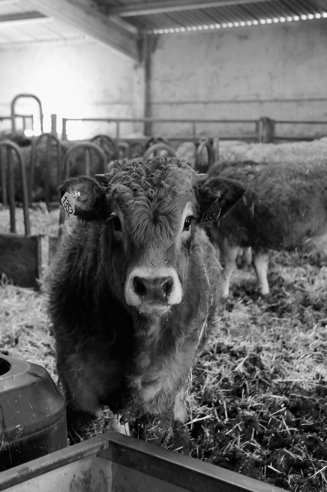 Les éleveurs de la Maison Pouget | Boucherie - Charcuterie à Bourg-Madame et Err - Pays Catalan - Cerdagne