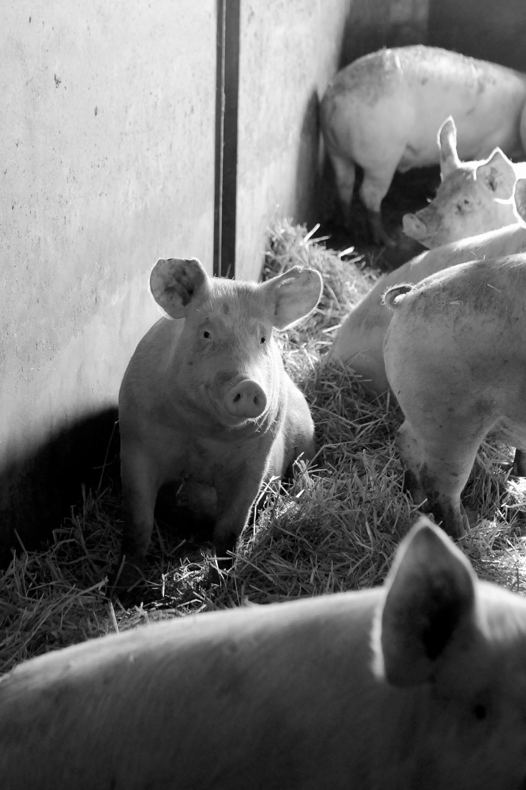 Les éleveurs de la Maison Pouget | Boucherie - Charcuterie à Bourg-Madame et Err - Pays Catalan - Cerdagne